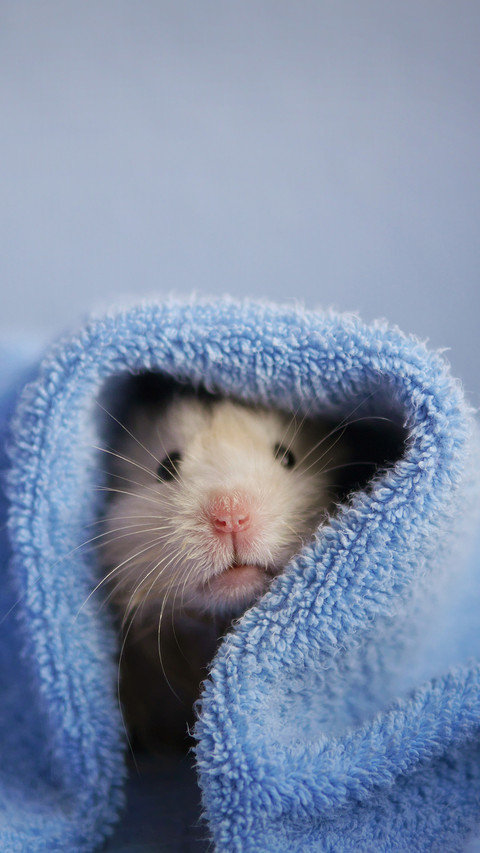 Hamster screenshot