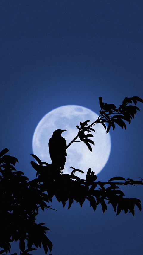 Tree shadow under the moon screenshot