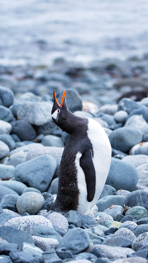 Gentoo penguin calling on Half Moon Island screenshot