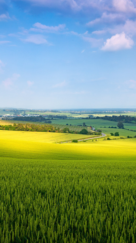 The wheat field is lush green under the sunset. screenshot