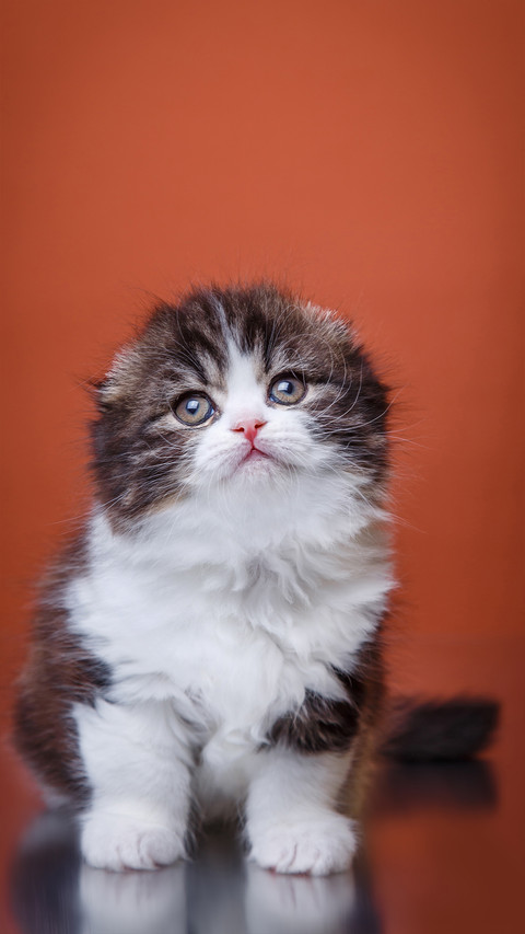 Cute pet-02 screenshot