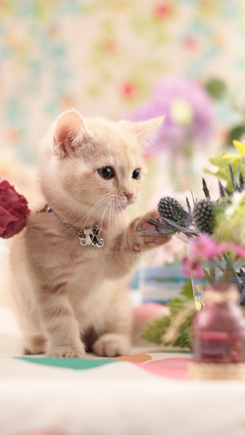 The little cat reached out to touch screenshot