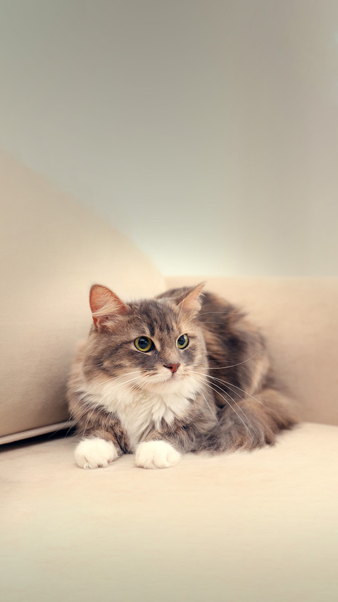 猫趣横生 screenshot