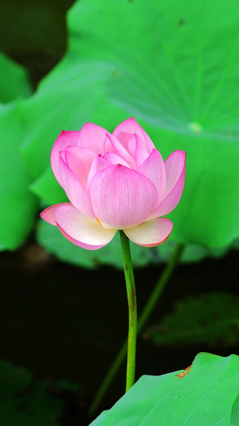 Lotus in summer screenshot