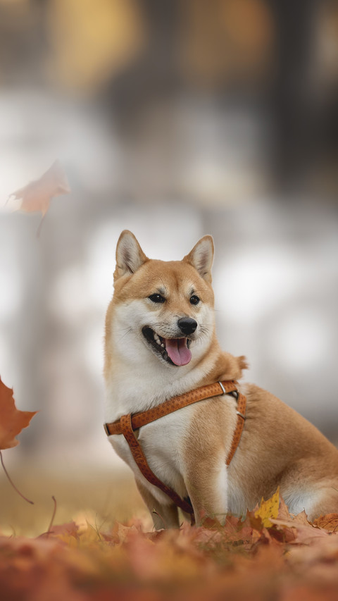 A Cute Young Dog Sitting among The Falling Leaves screenshot
