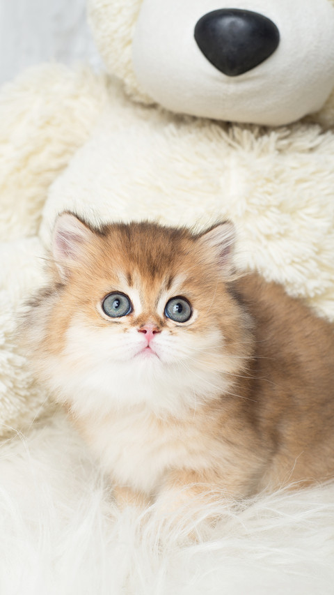Adorable British Shorthair kitten with teddy bear screenshot