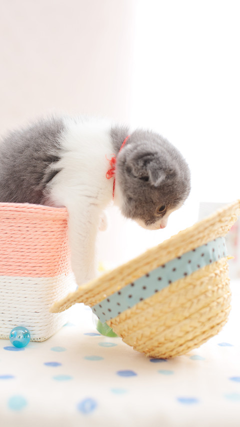 小萌宠折耳猫 screenshot