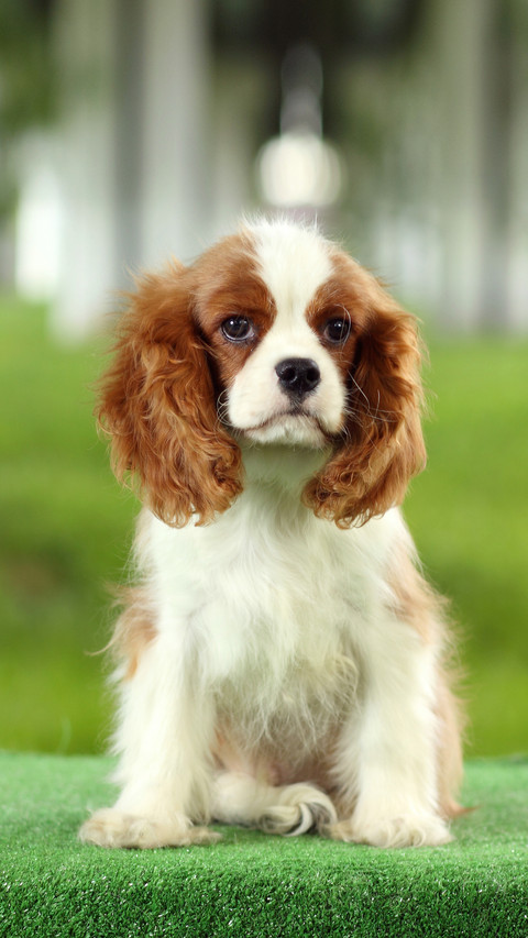 Hairstyle is important for pets 40 screenshot