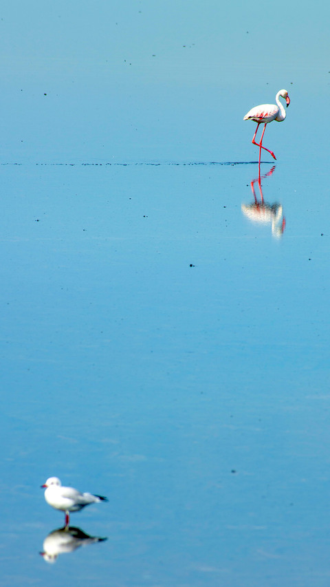 Bird screenshot