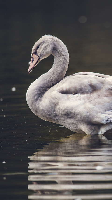 swan (6) screenshot