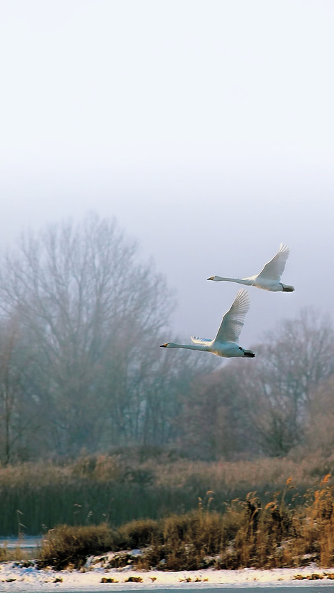 swan (7) screenshot