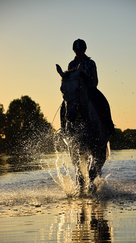 Horses8 screenshot
