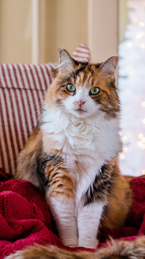 A relaxed cat screenshot