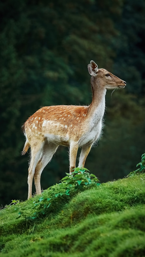 Why are the 100000 sika deer screenshot