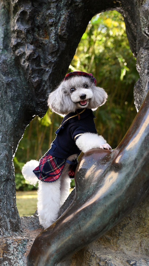 How to Adapt Dogs to New Environments 0 screenshot