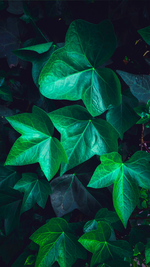 Fresh Green Leaf Wallpaper screenshot