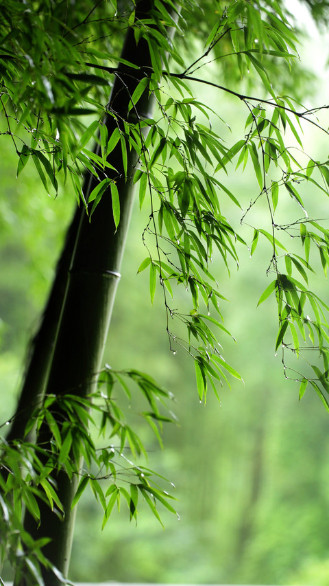 Rainy and spring eat and drink separately without screenshot