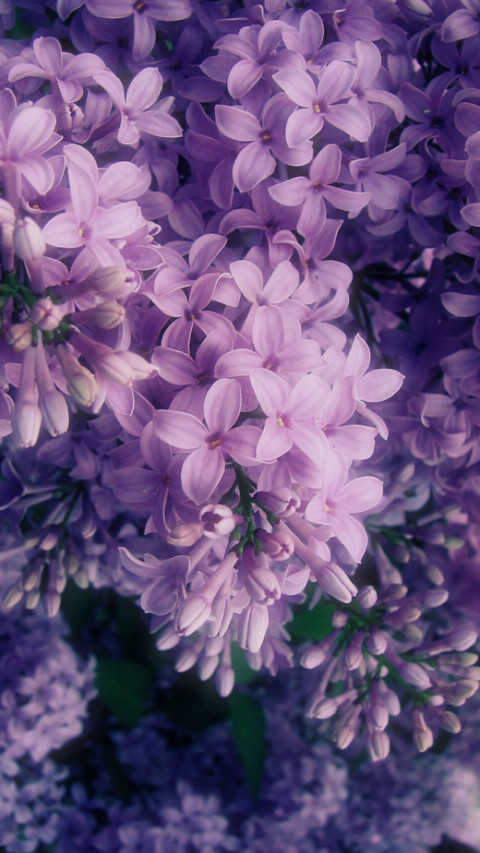 百花争艳 screenshot
