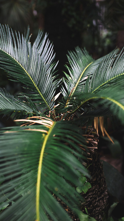 Natural Still Life-PAIXIN screenshot