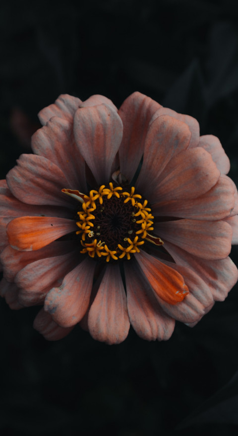 Macro Photography (28) screenshot