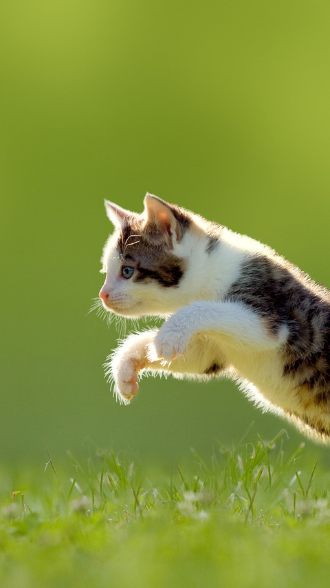 Why do cats lick their hair 63 screenshot