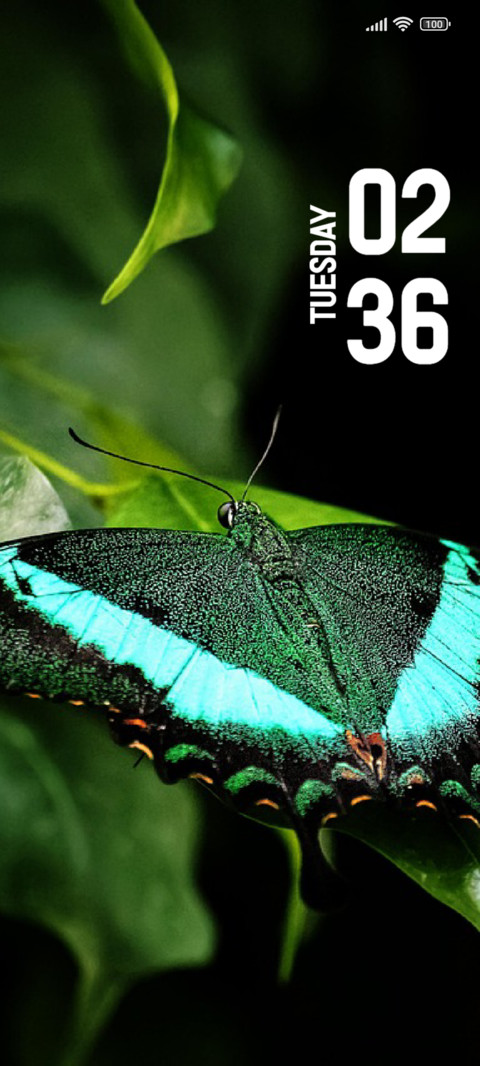 Butterfly screenshot