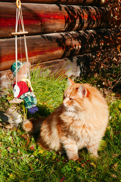 Cat and clown.jpg screenshot
