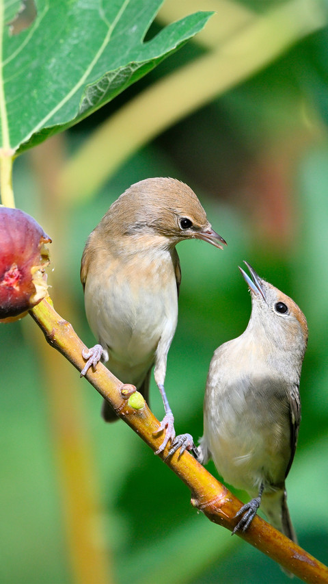 The blackcapped warbler on the fig tree screenshot