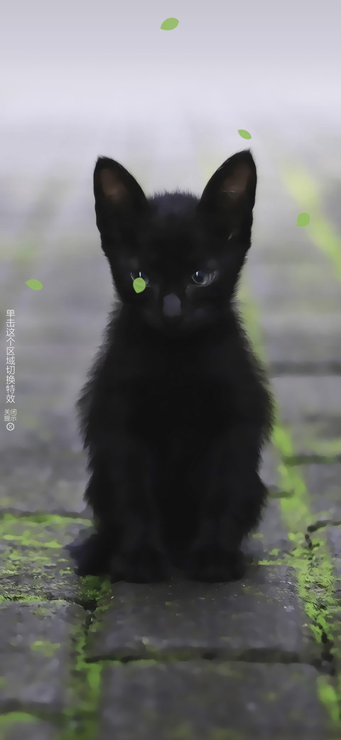 小黑猫 screenshot