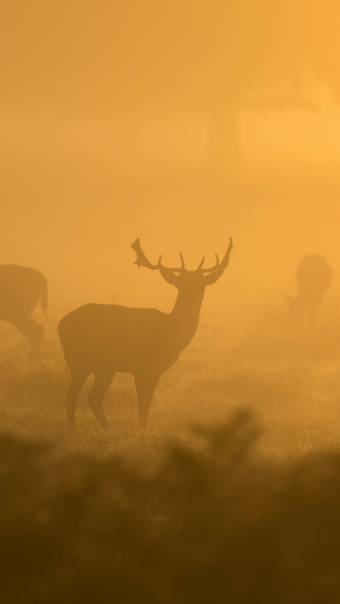 Deer Herd screenshot