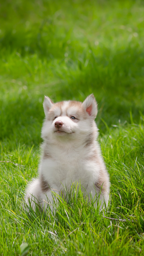 Cute Siberian Husky Puppy on Grass screenshot