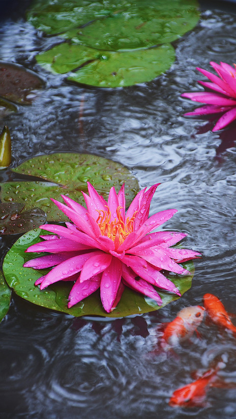 One Pool One Flower One Courtyard One Scenery 58 screenshot