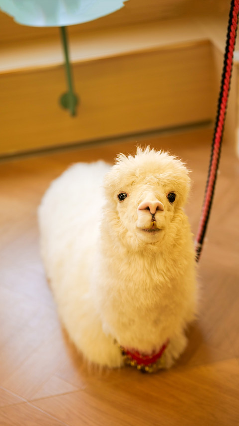 Why is the popular alpaca gradually losing its appeal screenshot