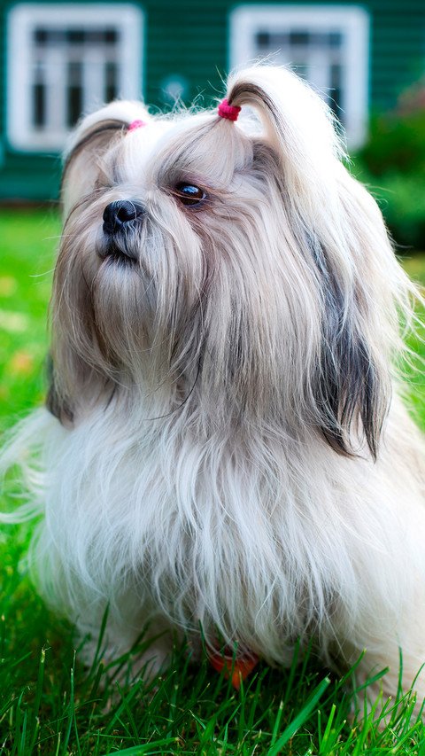 端庄高雅的马尔济斯犬 screenshot