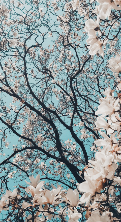 Floral B1 (10) screenshot