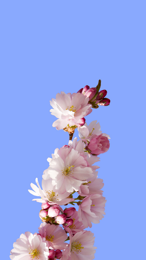 唯美樱花诗，妆点满园春 screenshot