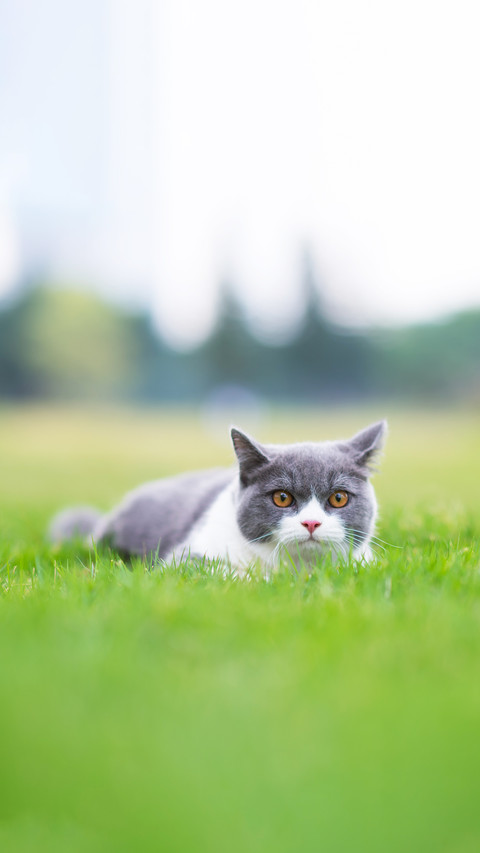 British short-haired cat playing on grass screenshot