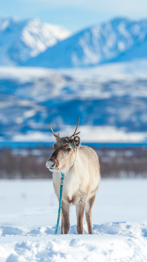 Reindeer in its natural environment in scandinavia screenshot
