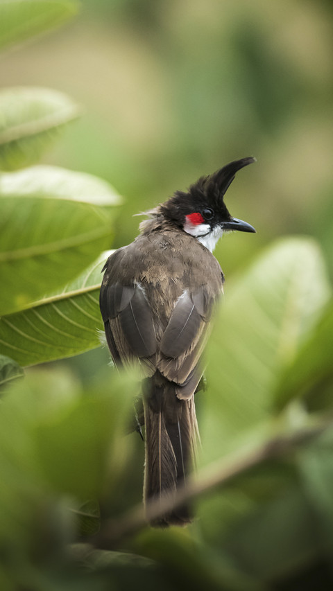 Red-whiskered Bulbul Bird screenshot