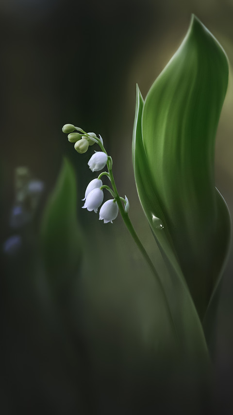 花 风雨中绽放的美丽 screenshot