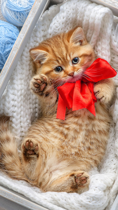 Lovely cat-01 screenshot