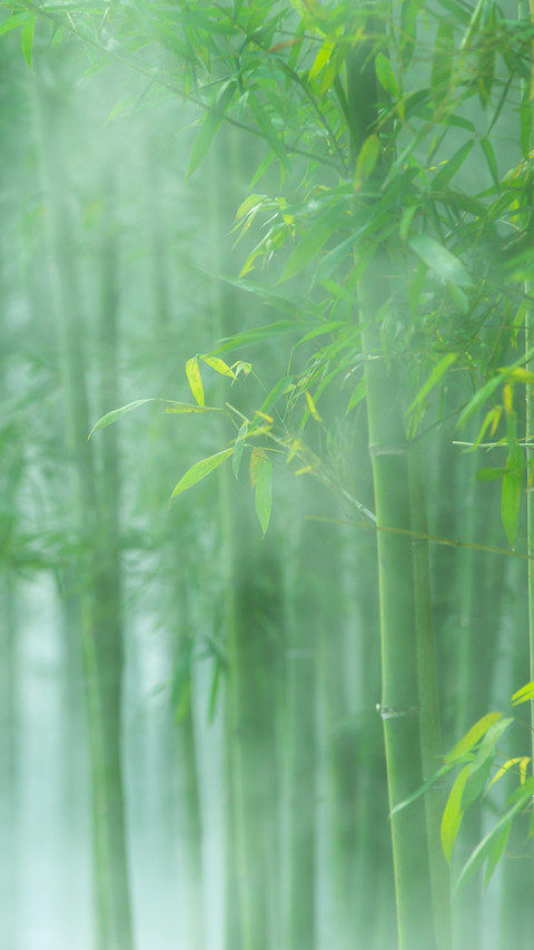 The mist locks the deep shadows of the bamboo screenshot