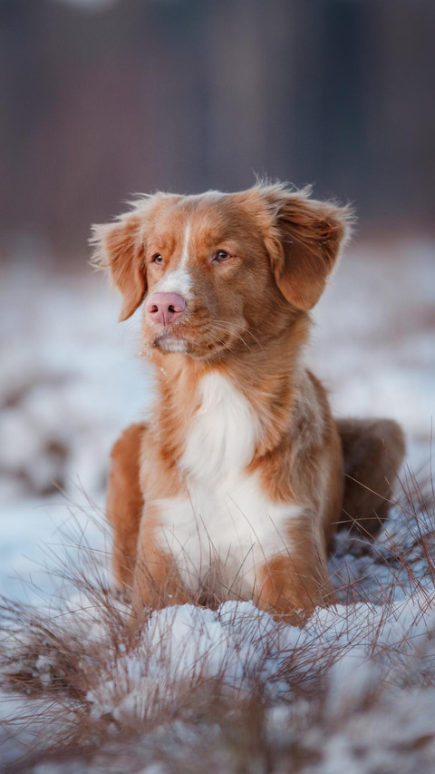 Dog361 screenshot
