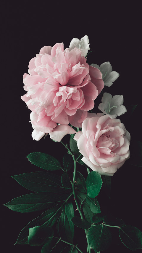 Pink Peony and Pink Rose on a Dark Background screenshot