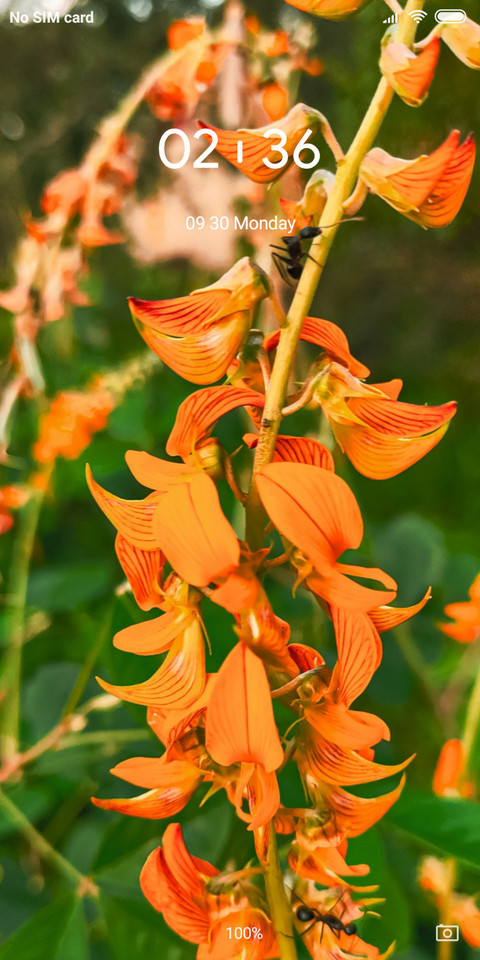 Flora_DWM2 screenshot