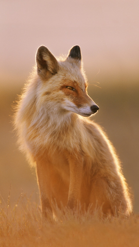 International-Fox screenshot