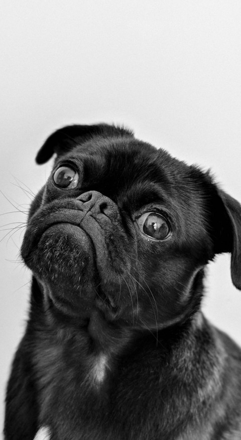 Cute Animals (15) screenshot