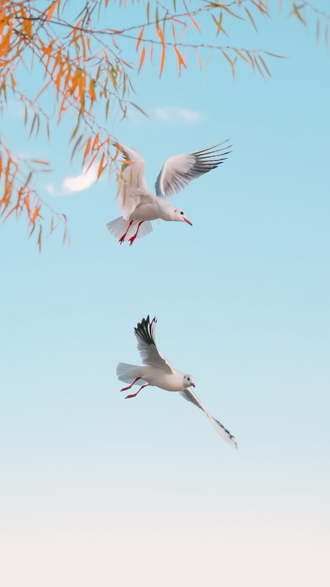 Bird Nature Wildlife Blue Fly Freedom Flight Air screenshot