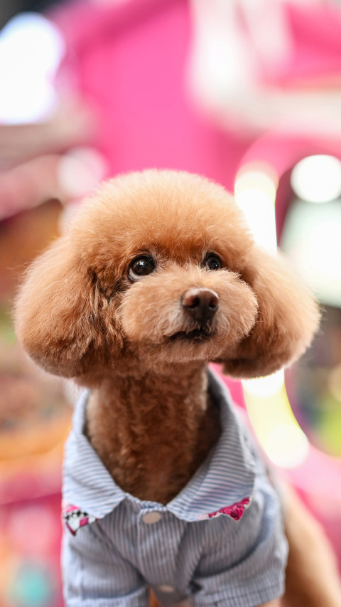 The poodle at the door screenshot