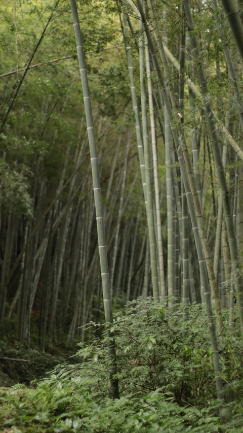 Deep in the bamboo shadows steps move gently screenshot
